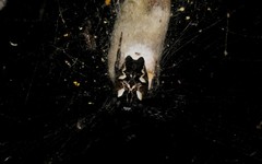 Cyrtophora citricola