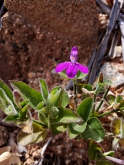 Justicia austrocapensis