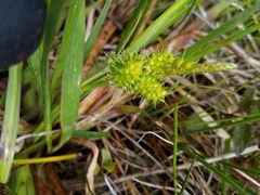 Carex flaviformis