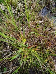 Carex flaviformis