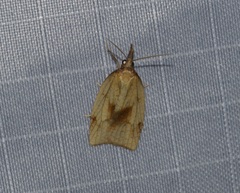 Sparganothis xanthoides