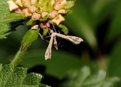 Lantanophaga pusillidactylus