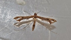 Lantanophaga pusillidactylus