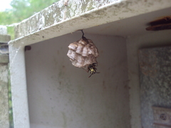 Polistes cinerascens