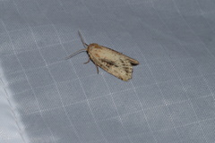 Photedes panatela