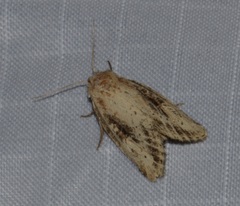 Photedes panatela