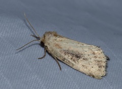Photedes panatela