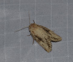 Photedes panatela