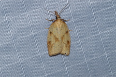 Sparganothis xanthoides