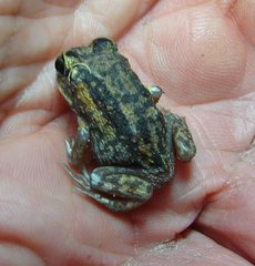 Moaning Frog photo 2