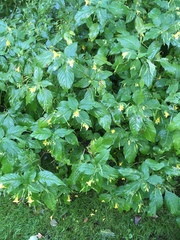 Impatiens edgeworthii