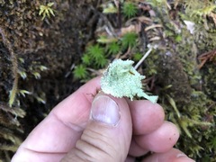 Cladonia carneola