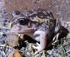 Moaning Frog photo 5