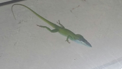 Anolis allisoni