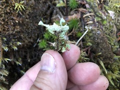Cladonia carneola