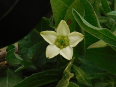 Jaborosa runcinata