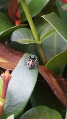 Salticidae