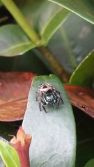 Salticidae