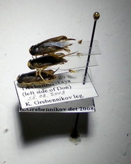 Hesperocorixa linnaei