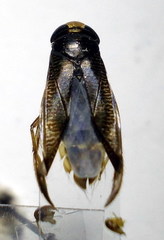 Hesperocorixa linnaei