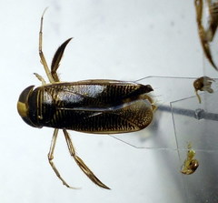 Hesperocorixa linnaei