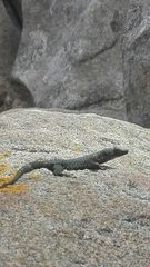 Archaeolacerta bedriagae