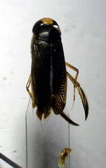 Hesperocorixa linnaei