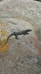 Archaeolacerta bedriagae