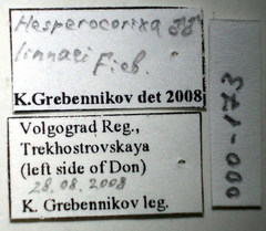 Hesperocorixa linnaei