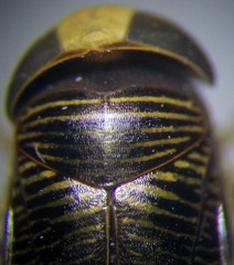 Hesperocorixa linnaei