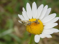 Paramantispa decorata