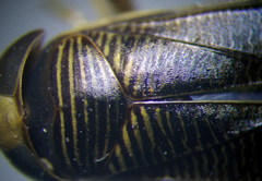 Hesperocorixa linnaei