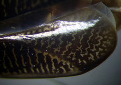 Hesperocorixa linnaei