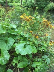 Ligularia