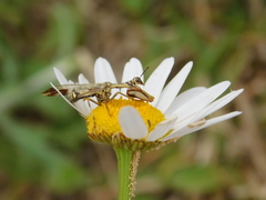 Paramantispa decorata