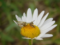 Paramantispa decorata