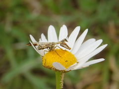 Paramantispa decorata