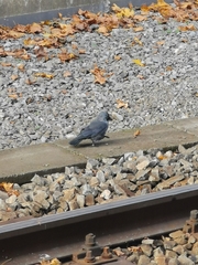 Corvus monedula