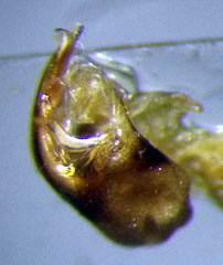 Hesperocorixa linnaei