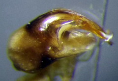 Hesperocorixa linnaei