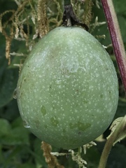 Passiflora adenopoda