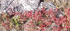 Vaccinium myrtilloides image