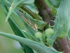 Paramantispa prolixa