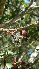 Vaccinium madagascariense