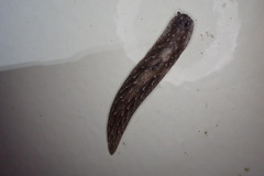 Pseudaneitea
