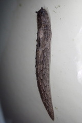 Pseudaneitea