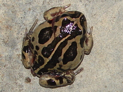 Banjo Frog photo 5