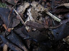 Brookesia