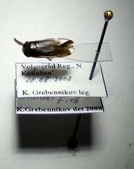 Hesperocorixa linnaei