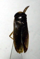 Hesperocorixa linnaei